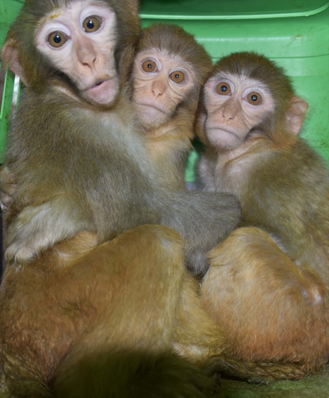 Ağrı'da yakalanan 4 yavru maymun koruma altına alındı
